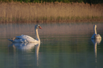 swans on the swamp