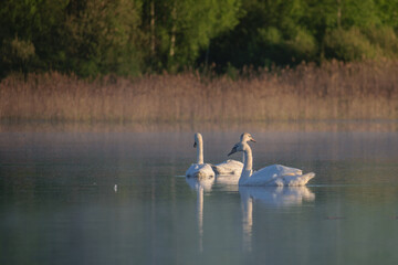 family of swans on the river