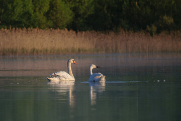 swans swiming on the lake