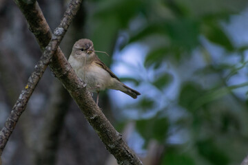 Common Chiffchaff on a branch