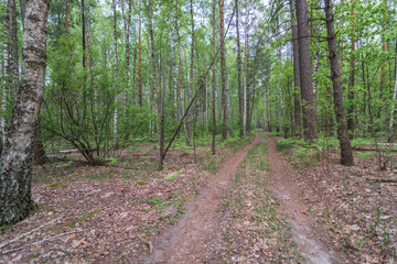 footpath in the woods