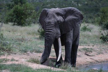 Obraz premium Elephant at watering hole in South Africa