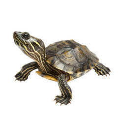 Naklejka premium Sea Turtle isolated on transparent background