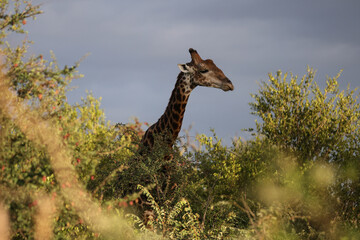 Giraffe grazing on vegetation in South Africa