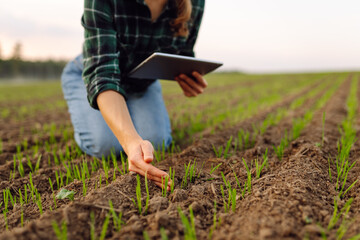 Smart farmer woman agronomist checks young sprout the field with tablet. Intelligent agriculture...