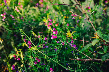 Small purple flowers in garden