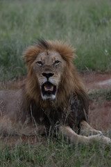 Lion looking at camera in South Africa