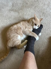 Pet cat attacking a foot with a sock on it with rabbit kicks