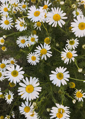 Chamomile closeup in a pasture