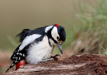 Great spotted woodpecker