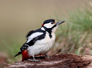 Great spotted woodpecker