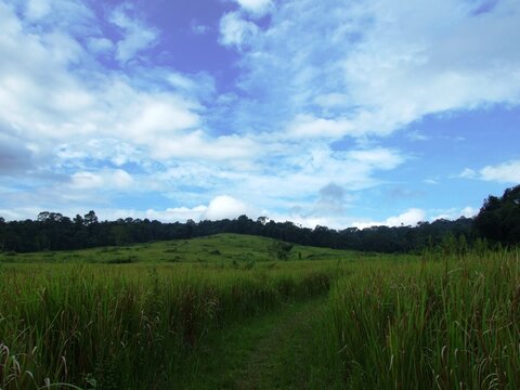 A vast expanse of lush green grass stretches towards the horizon, its vibrant hues contrasting with the clear blue sky above. Dotted clouds drift lazily across the celestial canvas, casting fleeting s