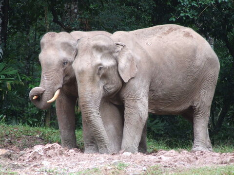 The image depicts a pair of African elephants, one standing slightly behind the other, amidst a lush green expanse. Their wrinkled, gray skin is adorned with patches of dust