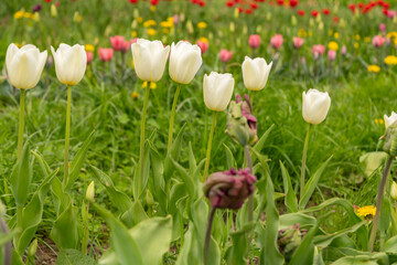 Tulip flowers on a meadow in Saint Gallen in Switzerland