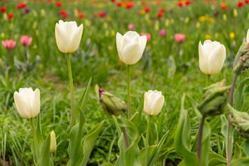 Tulip flowers on a meadow in Saint Gallen in Switzerland