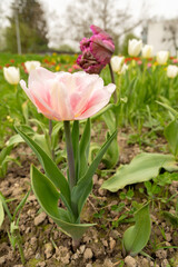 Tulip flowers on a meadow in Saint Gallen in Switzerland