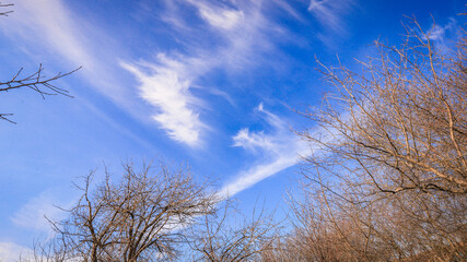 blue sky in the garden in early spring