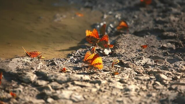 Many butterflies sit on the shore of a pond, drinking water. Orange butterflies in a large cluster.
