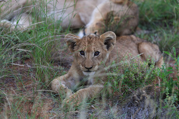 Lion cub being curious in tall grass