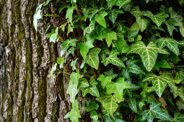 Green leaves of ivy on the background of tree bark