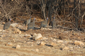Guineafowl in Etosha National Park, Namibia