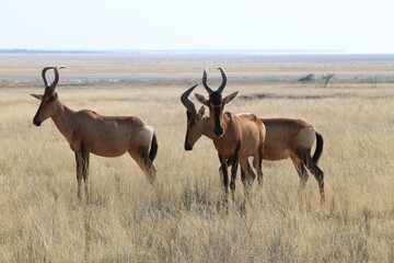 Red Hartebeest in Etosha Park, Namibia