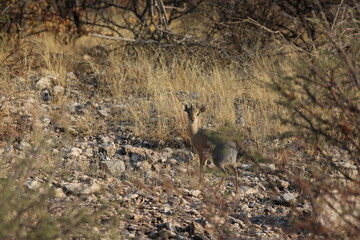 Small Dik Dik Gazelle, Namibia
