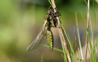 Plattbauch - Broad-bodied Chaser
