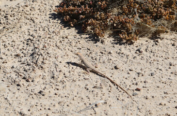 Lizard in the desert near Swakopmund in Namibia