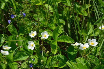 a field of blooming wild strawberry with a few small blue flowers 