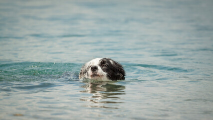 border collie dog swimming in a lake in the summer