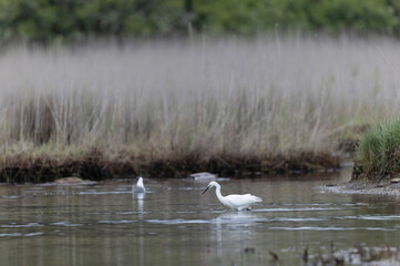 Little Egret Egretta garzetta in a marsh in Brittany