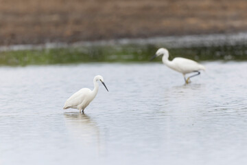 Obraz premium Little Egret Egretta garzetta in a marsh in Brittany