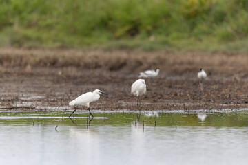 Little Egret Egretta garzetta in a marsh in Brittany