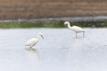 Little Egret Egretta garzetta in a marsh in Brittany