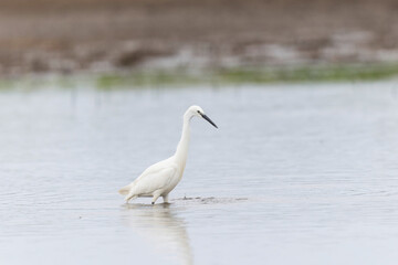 Little Egret Egretta garzetta in a marsh in Brittany