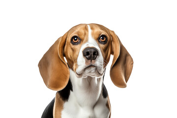 A cute beagle is looking at the camera with a serious expression on its face. It has brown and white fur, and its ears areChui Xia Lai De .