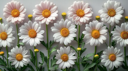 Fototapeta premium Daisies in a row on a white background. Generative AI.