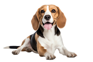 Beagle. A small to medium-sized scent hound that was originally bred for hunting. Beagles are known for their friendly, curious, and playful personalities.