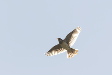 Skylark Alauda arvensis in close view in Bretagne, France
