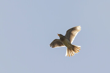 Skylark Alauda arvensis in close view in Bretagne, France
