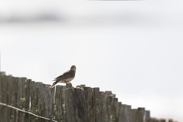 Skylark Alauda arvensis in close view in Bretagne, France