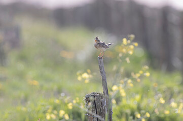 Skylark Alauda arvensis in close view in Bretagne, France
