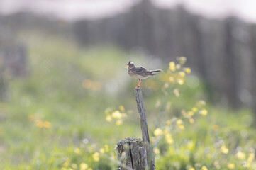 Skylark Alauda arvensis in close view in Bretagne, France