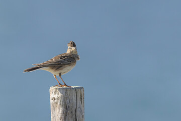 Skylark Alauda arvensis in close view in Bretagne, France