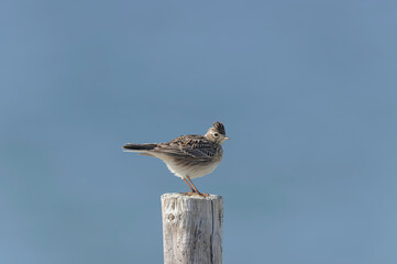Skylark Alauda arvensis in close view in Bretagne, France