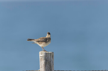 Skylark Alauda arvensis in close view in Bretagne, France