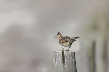 Skylark Alauda arvensis in close view in Bretagne, France