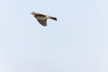 Skylark Alauda arvensis in close view in Bretagne, France