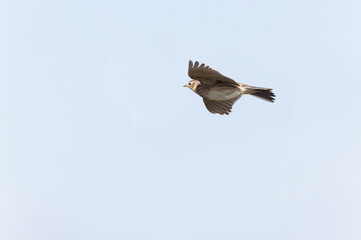 Skylark Alauda arvensis in close view in Bretagne, France